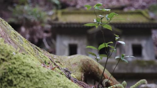 Old abandoned mossy shrine in forest of Japan 4k