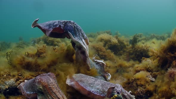 Giant Australian Cuttlefish Sepia apama Migration Whyalla South ...