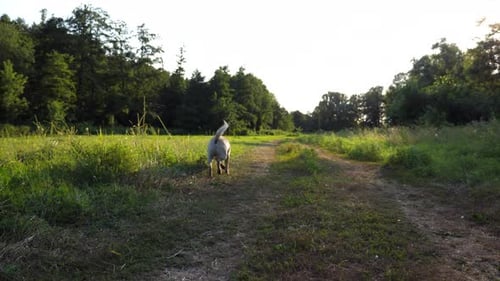 Happy Dog Breed Labrador Running Along Path on Meadow at Sunset Cute Golden Retriever Jogging Among