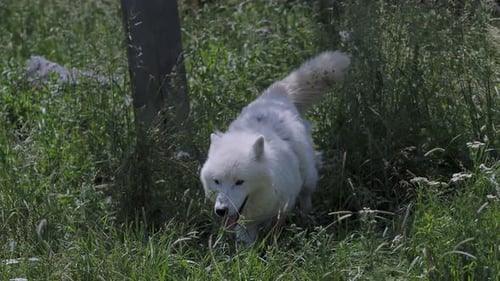 Arctic wolf (Canis lupus arctos), also known as the white wolf