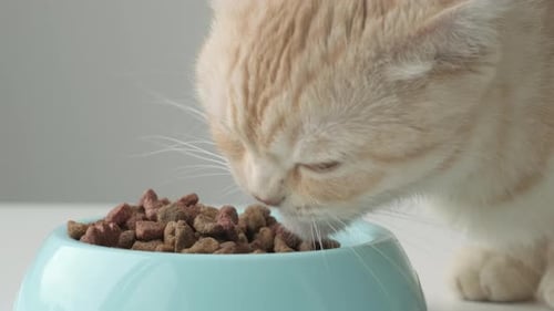 Cat Eating at Home Close Up Red Scottish Fold Cat Eats Dry Food From Blue Bowl