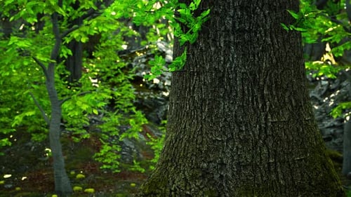 A Majestic Tree Standing Tall in the Heart of a Lush Forest