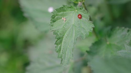 Ladybird On A Green Leaf of Plant In The Garden. - close up
