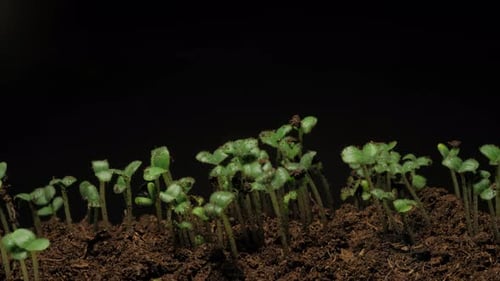 Seedlings Germinating and Growing in Soil Time Lapse