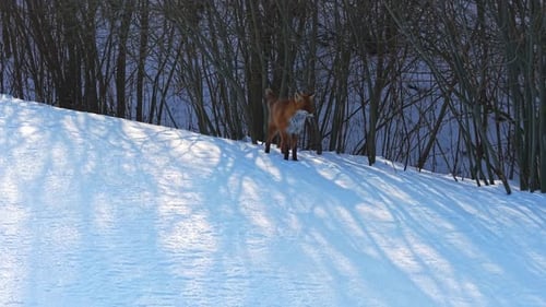 Beautiful Fox Standing in Snow-Covered Winter Landscape