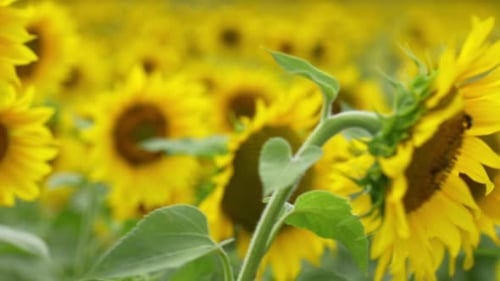 Blooming Sunflowers Field at Summer Day