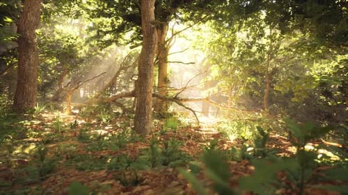 Sunlight Filtering Through Trees in a Tranquil Forest During the Morning