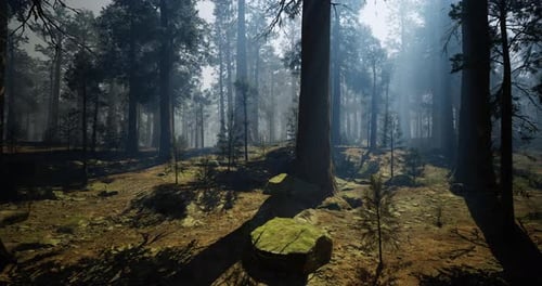 Lush Forest Landscape with Sunlight Filtering Through Tall Trees