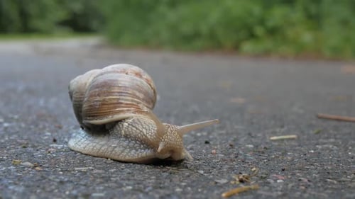 Land snail walking on asphalt road
