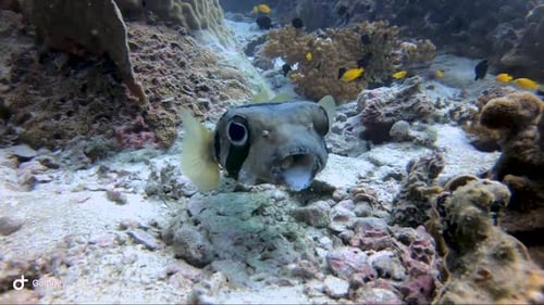 Der Kugelfisch nimmt ein Stück Koralle auf und frisst es und schwimmt dann das tropische Riff hinauf