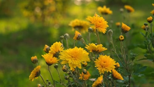Close-Up of Yellow Chrysanthemums in Natural Light