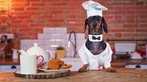Dachshund Dog Chef with Cookies in Kitchen