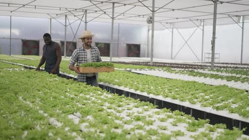 Un entrepreneur travaille dans une ferme maraîchère hydroponique.