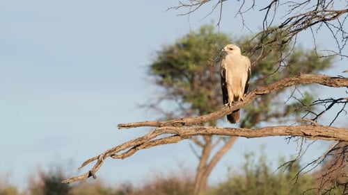 Aigle fauve perché sur une branche d'arbre et regardant autour de lui. Aquila Rapax en Afrique du Sud
. Plan large