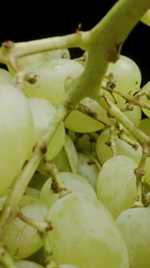 Vertical video. The Camera Makes Its Way Inside the Green Grapes on the Vine. Dolly slider macro.