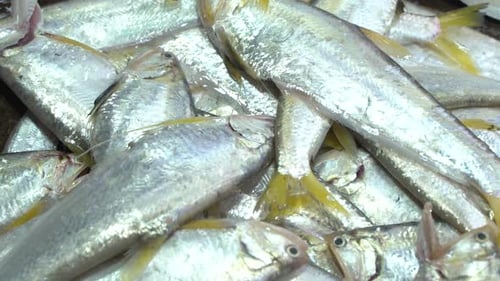 Diferentes tipos de peixe vendidos no mercado.