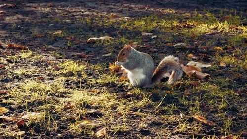 Squirrel Eating On The Grass Park
