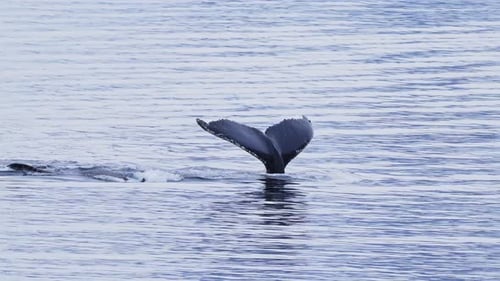 Humpback Whale Mother and Calf Swimming in Ocean