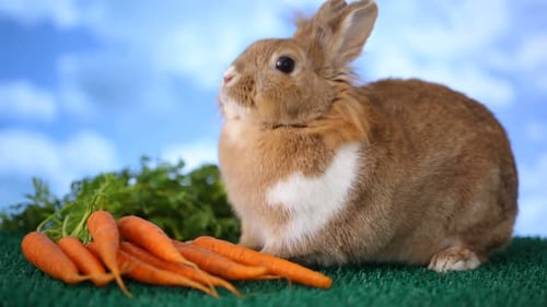 Rabbit with Carrots Animal