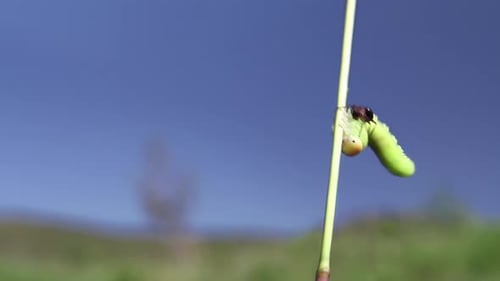 Lucha contra los insectos