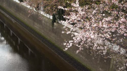 Japanische Sakura-Kirschblüte vor grauem urbanem Flussgebiet