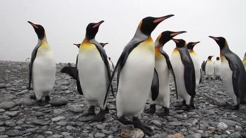 Regal King Penguins Gathering on Rocky Shore