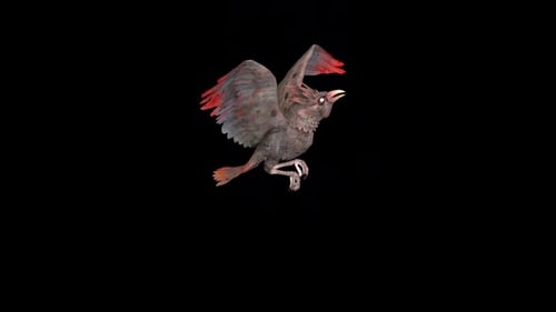 Stylized Bird Flying and Walking Cycle Animation