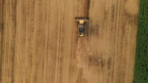 Combine Harvester Reaps Ripe Wheat Driving Along Field