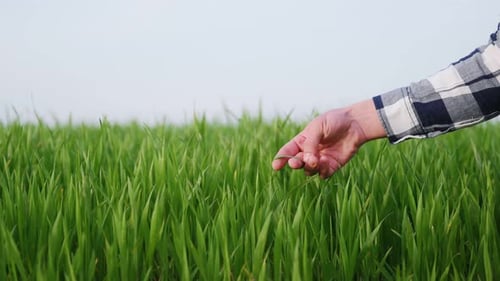 Man's hand touching the grass on the agricultural field. Close up view