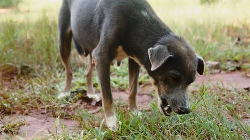 Stray Dog a Portrait of Sorrow on the Street Brown Fur