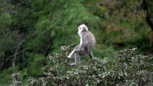 Nepal gray langur monkey on tree, 2023