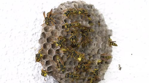 Wild Bee Colony