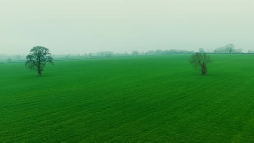 Lonely Trees Standing Across Foggy Green Countryside Field Soft Mist Covering Rolling Agricultural