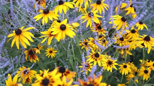 Vue de dessus de belles marguerites jaunes et de feuilles vertes. Les fleurs et les feuilles se balancent au gré du vent.