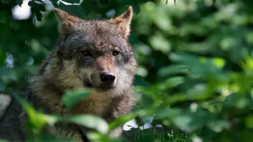 Close-Up Portrait of a Wolf