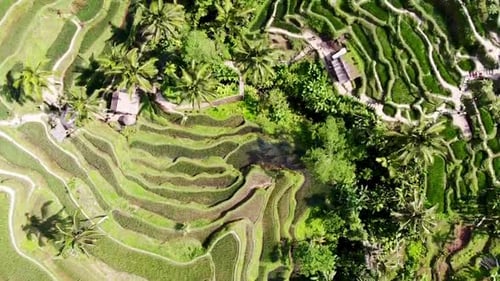 Drone slowing flying over Tegallalang Rice Terrace