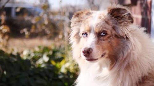 Dog with Blue Eyes Poses Outdoors