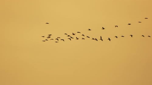 Flock of Birds Flying in Formation at Sunrise