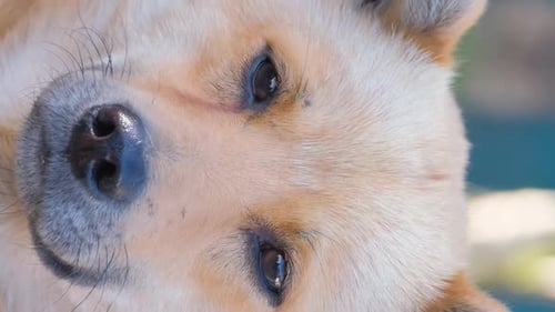 Ein schöner gelber Hund schaut in die Kamera Nahaufnahme Portrait eines Hundes