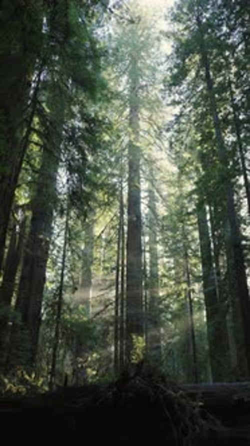 Tall Redwood Forest with Soft Sunlight and Green Ferns in California