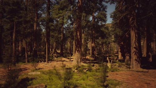 Sequoia Redwood Trees in the Sequoia National Park Forest Dark Forest