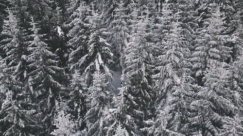 Aerial Winter Forest