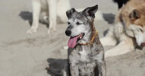 Elderly mixed-breed dog rest on the beach on the background of the husky