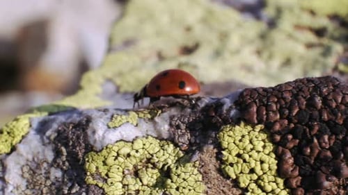 Ladybug walking on the rock. slow motion. 4K. 2.