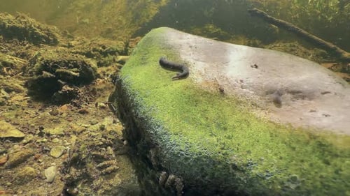 Blutegel Erpobdella octoculata auf Felsen im flachen Bach. Estland.