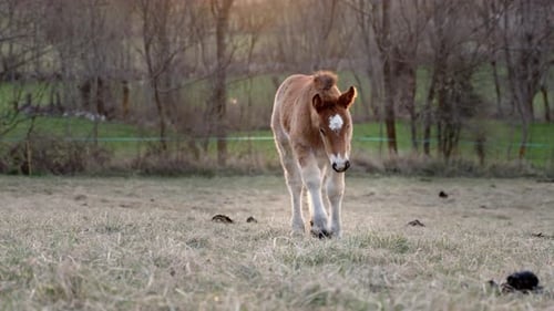 Little Baby Horse Colt Grazing Eating Grass in the Field in the Countryside