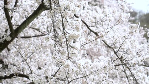 Swaying Branches Of A Sakura Tree In The Spring Breeze - tilt up medium shot