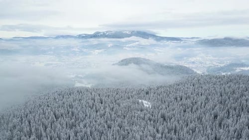 Drohnen-Luftaufnahme der wunderschönen Winterlandschaft in den Bergen mit schneebedeckten Pinien