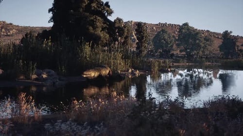 Crocodile se reposant près des eaux sereines au coucher du soleil dans un habitat naturel