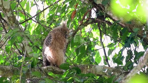 Le Buffy Fish Owl est un grand hibou, pourtant, le plus petit des quatre chevêches poissonneuses ; c'est un véritable amusin